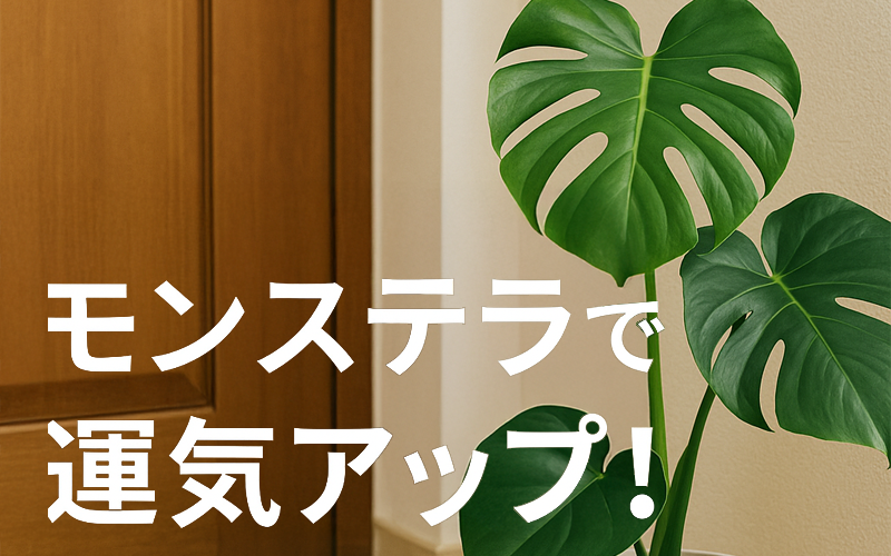 モンステラで運気アップ