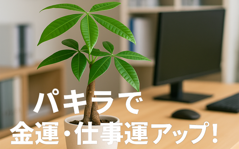 パキラで金運・仕事運アップ